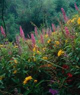 Book an Appointment with Dr. Karolina Rozworska at Compassion Therapy Group